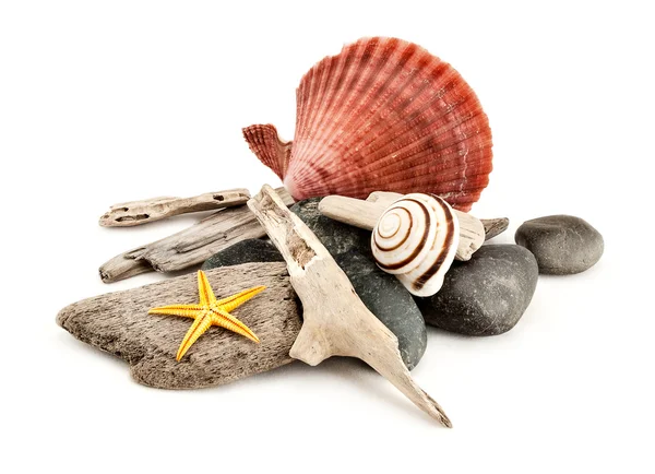 Marine composition. — Stock Photo, Image