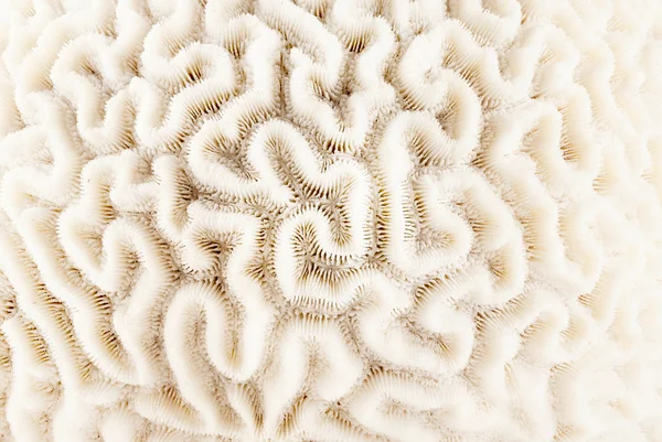 Brain coral. — Stock Photo, Image