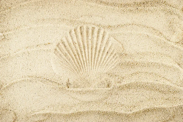 Scallop sand print. — Stock Photo, Image