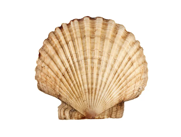 Scallop. — Stock Photo, Image