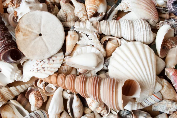 Montones de conchas marinas . —  Fotos de Stock