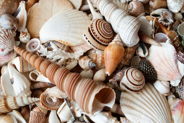 Montones de conchas marinas . — Foto de Stock