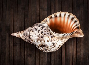 Charonia tritonis.