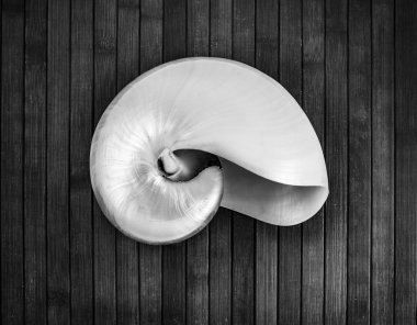 Nautilus.