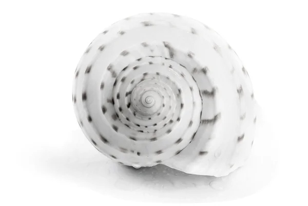 Spiral spotty seashell. — Stock Photo, Image