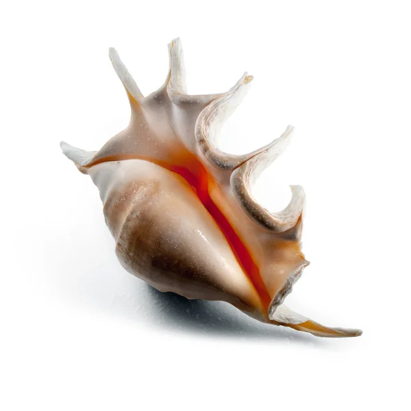 Spiked spiral seashell. — Stock Photo, Image