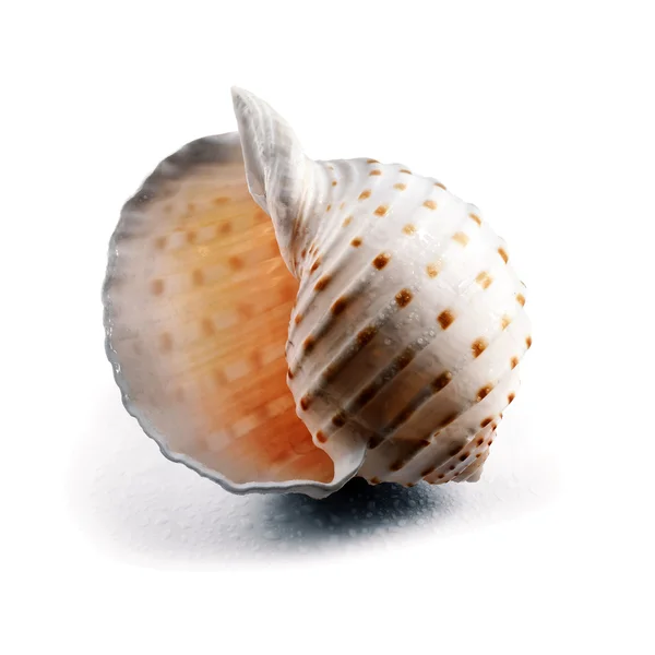Spiral spotty seashell. — Stock Photo, Image