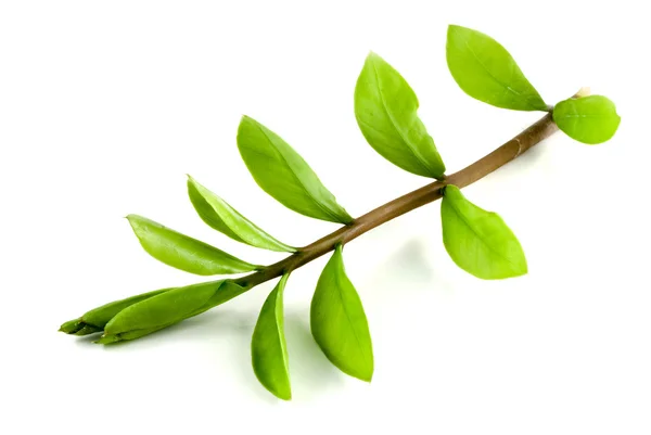 Zelená listová větev. — Stock fotografie