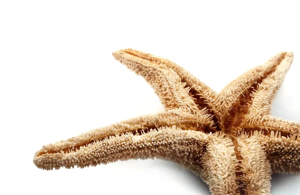 Seastar. — Stock Photo, Image