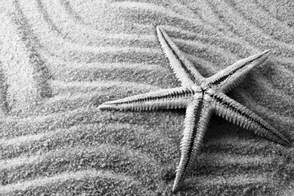 B&W seastar. — 图库照片