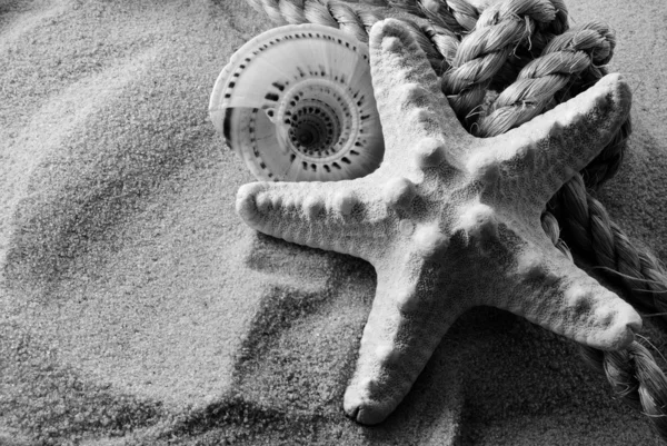 B&W seastar. — 图库照片