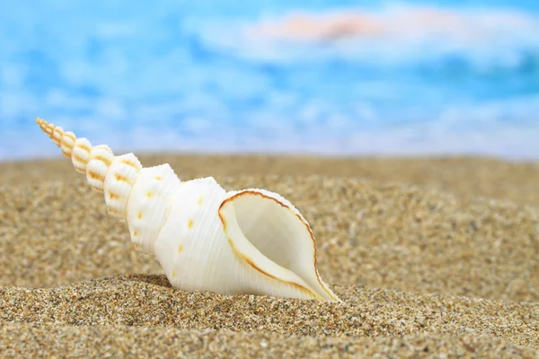 Conch shell on the beach — Stock Photo, Image