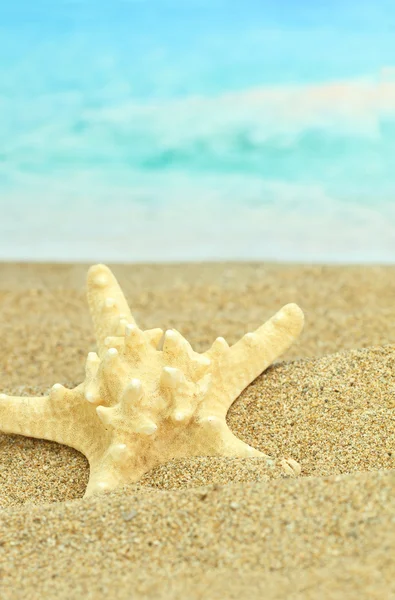 Zeester op het strand — Stockfoto