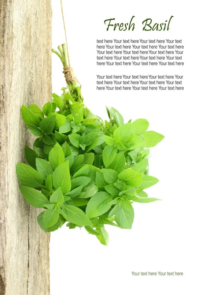 Fresh basil hanging from a rope with copy space — Stock Photo, Image