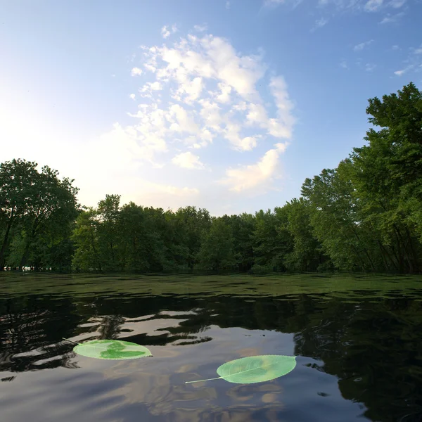 水に浮かぶ緑の葉 — ストック写真