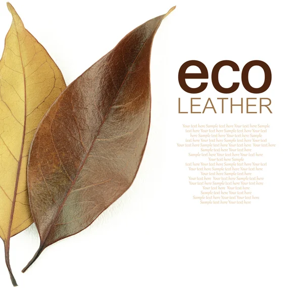 Eco leather concept. Brown autumn leaf on white background — Stock Photo, Image