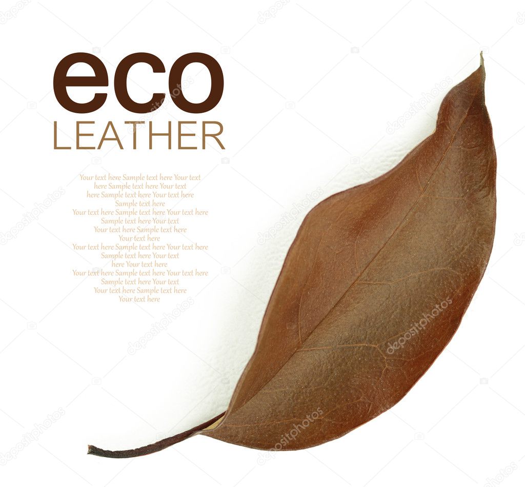 Eco leather concept. Brown autumn leaf on white background