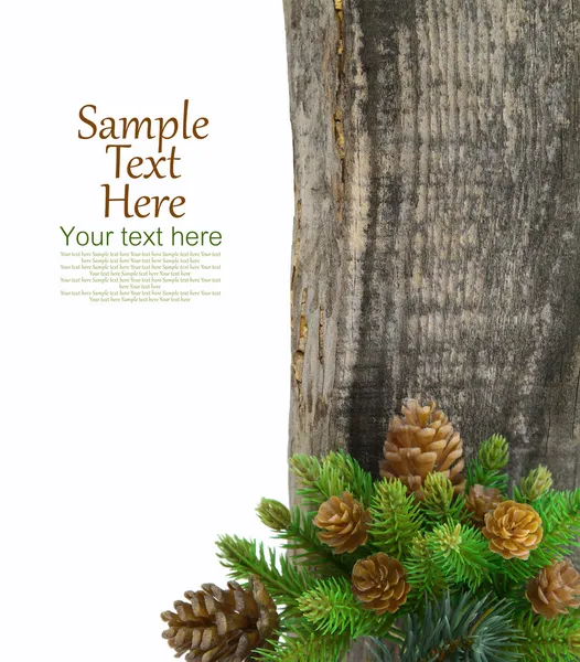Green spruce branches and cones on wooden background — Stock Photo, Image