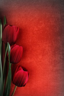 antika arka plan üzerinde güzel Lale çiçek