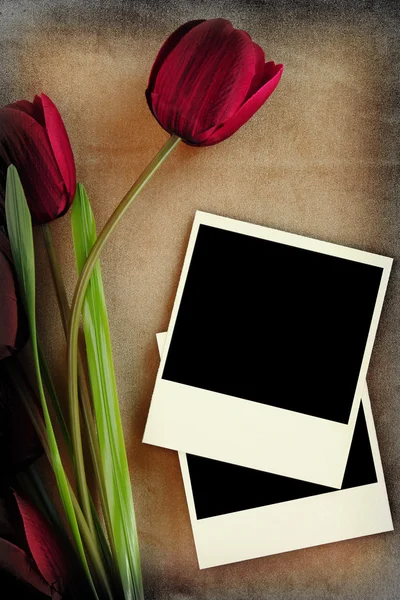 Cadre polaroïd et tulipes sur fond vintage — Photo