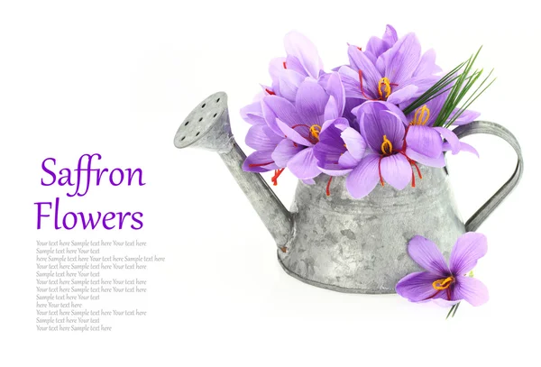 Saffron flowers in a watering can — Stock Image Saffron flowers in a watering can Royalty Free Stock Photos