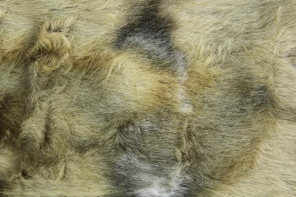 Μεγέθυνση της γούνας φόντο — Φωτογραφία Αρχείου