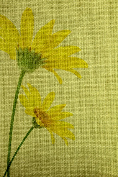 Gänseblümchen Blumen auf Stoff Textur — Stockfoto