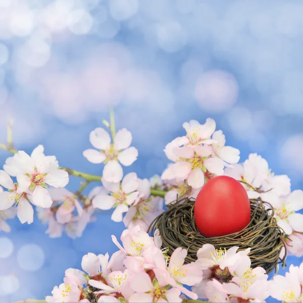 Œuf de Pâques dans le nid sur l'amandier — Photo