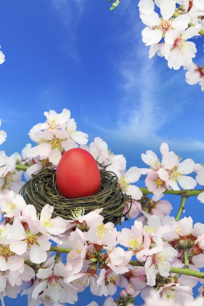 Uovo di Pasqua nel nido sul mandorlo — Foto Stock