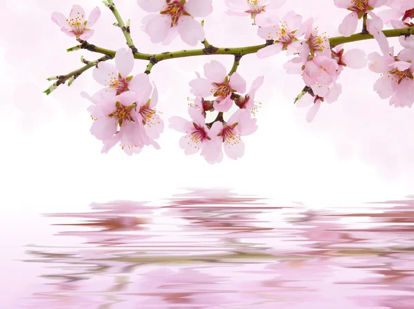 Pink flowers blooming reflected in water — Stock Photo, Image