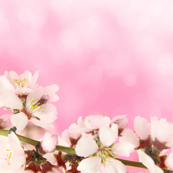 Bloemen bloeien op roze achtergrond — Stockfoto
