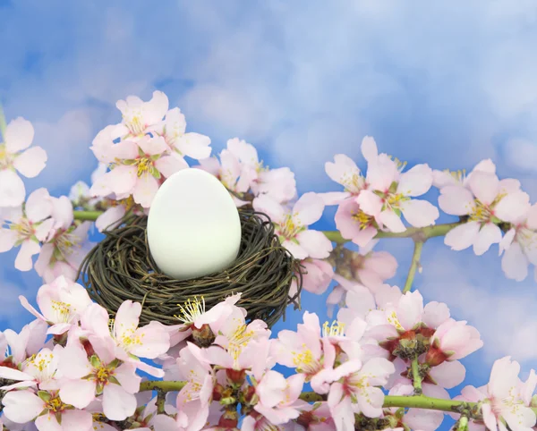 Белое яйцо в гнезде на миндальном дереве — стоковое фото