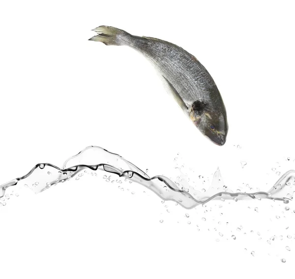 Peixes do robalo saltando na água — Fotografia de Stock