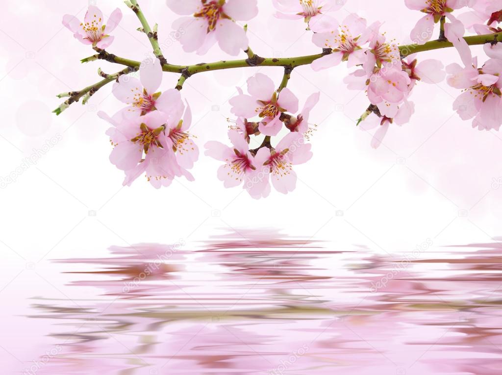 Pink flowers blooming reflected in water