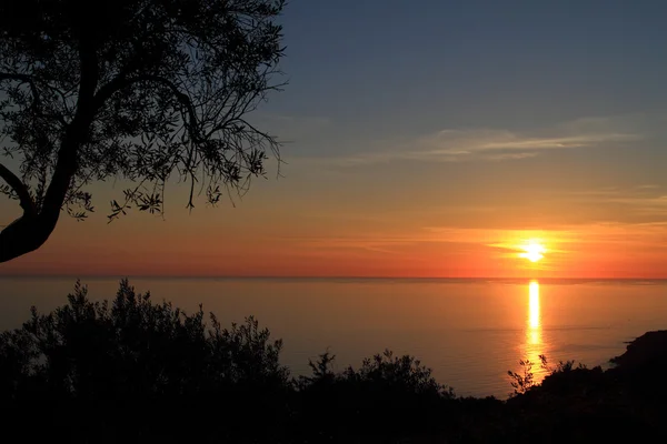 Silhouette des Olivenbaums gegen den Sonnenuntergang — Stockfoto