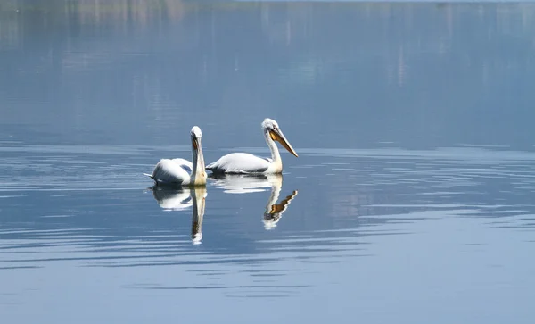 Un par de pelícanos blancos flotando en el tranquilo agua del lago — Foto de Stock