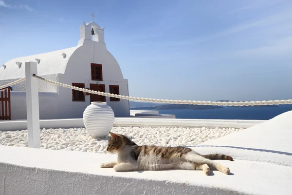 Gato em frente à igreja clássica na ilha de Santorini — Fotografia de Stock