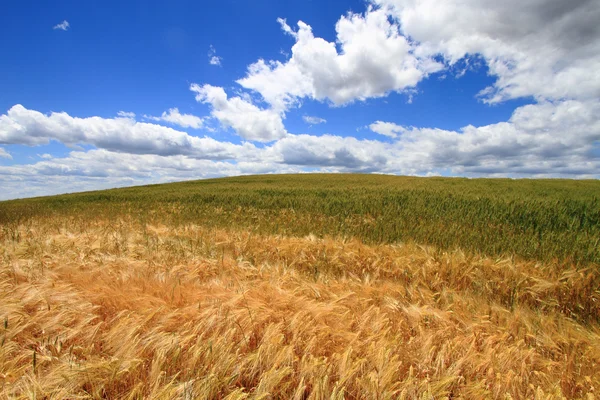 Пшеничне поле проти глибокого блакитного неба — стокове фото