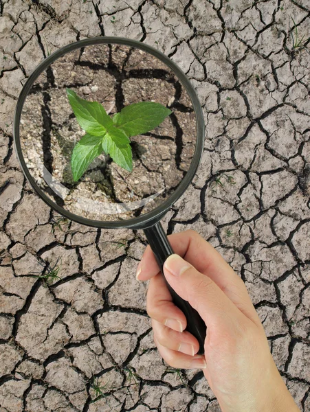 Groene plant groeit op gebarsten droge aarde — Stockfoto