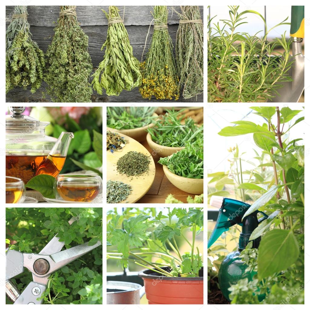 Collage of fresh herbs on balcony garden