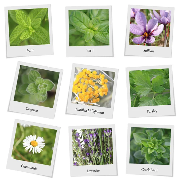 Coleção de ervas e especiarias molduras fotos — Fotografia de Stock