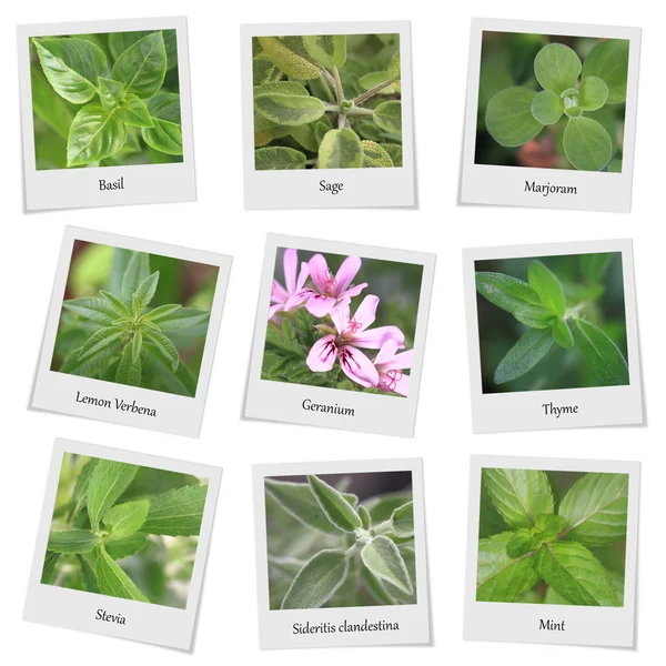 Collection of herbs and spices photo frames — Zdjęcie stockowe