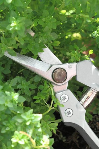 Garden scissor cutting fresh basil — Stock Photo, Image