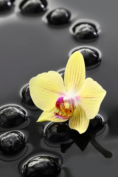 Pierres Zen noires et orchidée sur fond d'eau calme — Photo