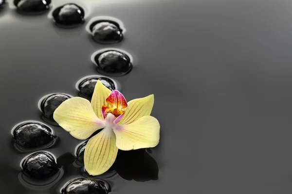 Black Zen stones and orchid on calm water background — Stock Photo, Image