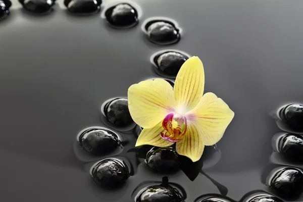 Pietre Zen nere e orchidea su sfondo acqua calma — Foto Stock