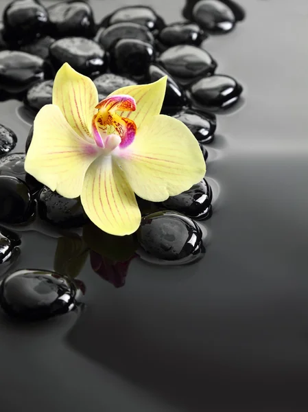 Pierres Zen noires et orchidée sur fond d'eau calme — Photo