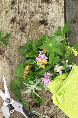 Demet taze otlar ve ahşap arka plan Bahçe makas