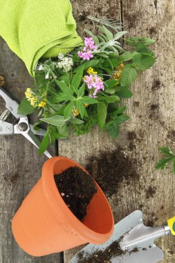 Demet taze otlar ve ahşap arka plan Bahçe aletleri