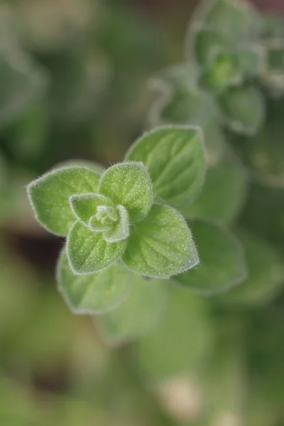 Close up of fresh oregano leaves — Stock Photo, Image